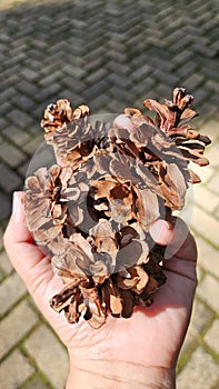 portrait of a pine cone in hand, illuminated by the bright morning sun