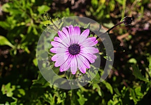 Portrait of a Pink Daisy