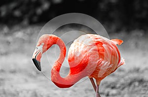Portrait of a pink flamingo