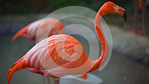 Portrait of Pink Flamingo