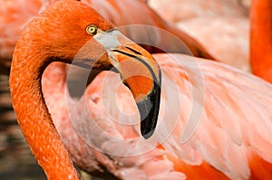 Portrait of pink flamingo