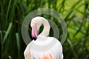 Portrait of a pink flamingo against a green natural background.