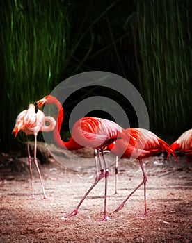 Portrait of a pink flamingo in artistic treatment