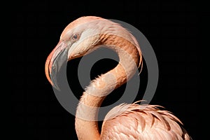 Portrait of a pink flamingo isolated on a black background.