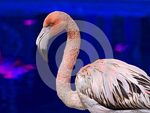 Portrait of pink flamingo isolated  blue