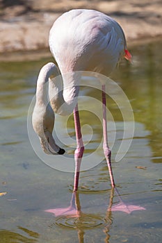 Portrait of a pink flamingo in nature