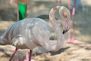 Portrait of a pink flamingo in nature