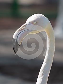 Portrait of a pink flamingo in nature