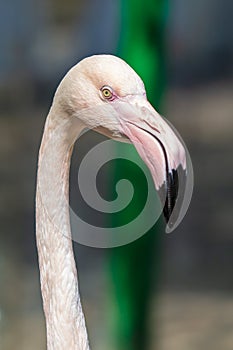 Portrait of a pink flamingo in nature