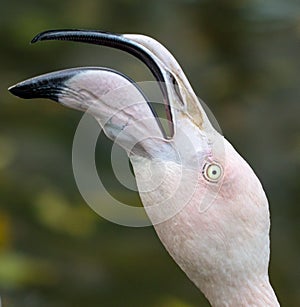 Portrait of a pink flamingo in nature