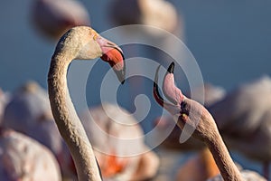 Portrait of a pink flamingo on a pond in Camargue, France