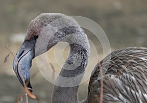 Portrait of a pink flamingo in a profile