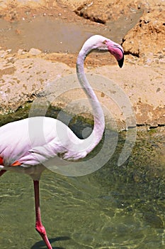 Portrait of a pink flamingo standing in the water close-up, ornithology