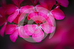 Portrait of Pink Geranium Flowers