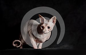 portrait of pink hairless sphinx purebred cat lying on a dark background