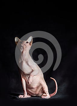 portrait of pink hairless sphinx purebred cat lying on a dark background