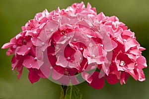 Portrait of pink hortensia