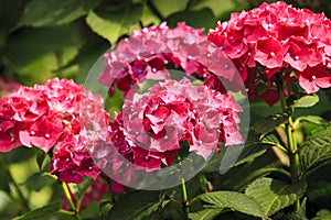 Portrait of pink hortensia