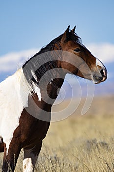 Portrait of pinto horse at McCullough Peaks in Wyoming