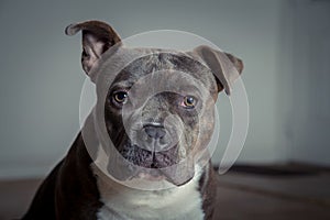 Portrait of a pit bull