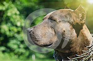 Portrait of a pit bull