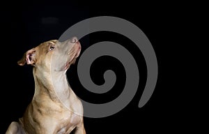 Portrait of a pit bull dog sitting and looking up against black background