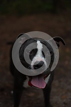 Portrait of a Pit bull dog sticking his tongue out looking at the camera