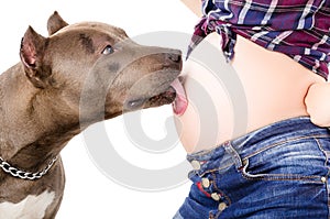 Portrait of a pit bull, licking the abdomen of a pregnant woman