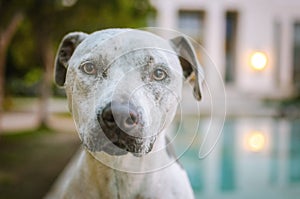 Portrait of a pit bull mix