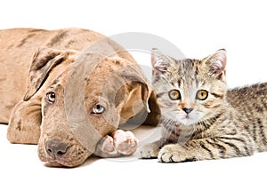 Portrait of a pit bull puppy and kitten Scottish Straight lying together
