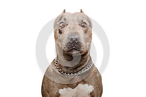 Portrait of a pitbull dog