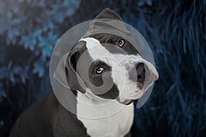 Portrait of pitbull dog on blue background