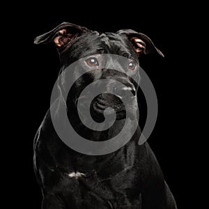 Portrait of Pitbull Dog Isolated on Black Background