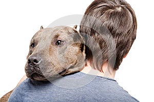 Portrait of a pitbull on the shoulder of its owner