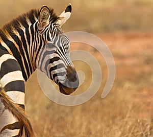 A Portrait of a PlainÂ´s or Common Zebra