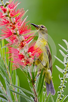 Portrait of Plain Sunbird