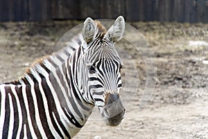 Portrait of Plains zebra. Equus quagga close up.