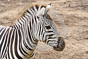 Portrait of Plains zebra. Equus quagga close up.