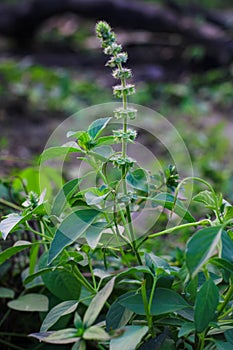 Portrait of plants in a basil field with flower concoctions for aromatherapy,