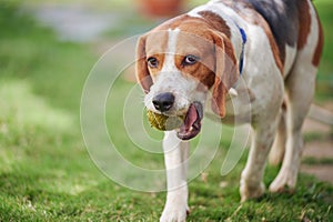 Portrait of playful beagle dog