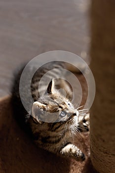 Portrait of playful bengal one month old baby cat kitten lying on a fluffy brown carpet