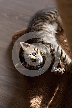 Portrait of playful bengal one month old baby cat kitten lying on a fluffy brown carpet