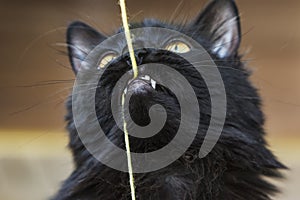 Portrait of a playful black cat.