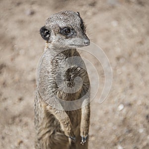 Portrait of playful and curious suricates in a small open resort