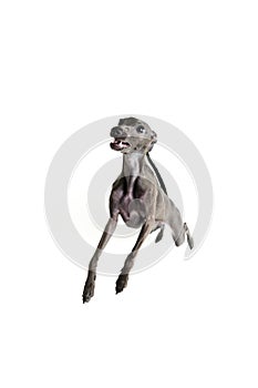 Portrait with playful dog Italian greyhound posing and raising paws isolated over white studio background. Funny puppy