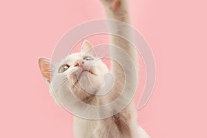 Portrait playful kitten cat looking up playing. Isolated on pink pastel background