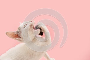 Portrait playful kitten cat playing with a mouse toy. Isolated on pink pastel background