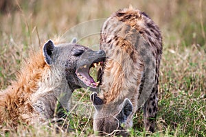 Portrait playing two hyenas (Crocuta crocuta),