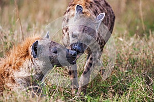 Portrait playing two hyenas (Crocuta crocuta),