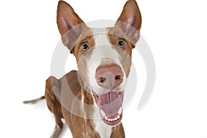 Portrait of Podenco ibicenco dog on white